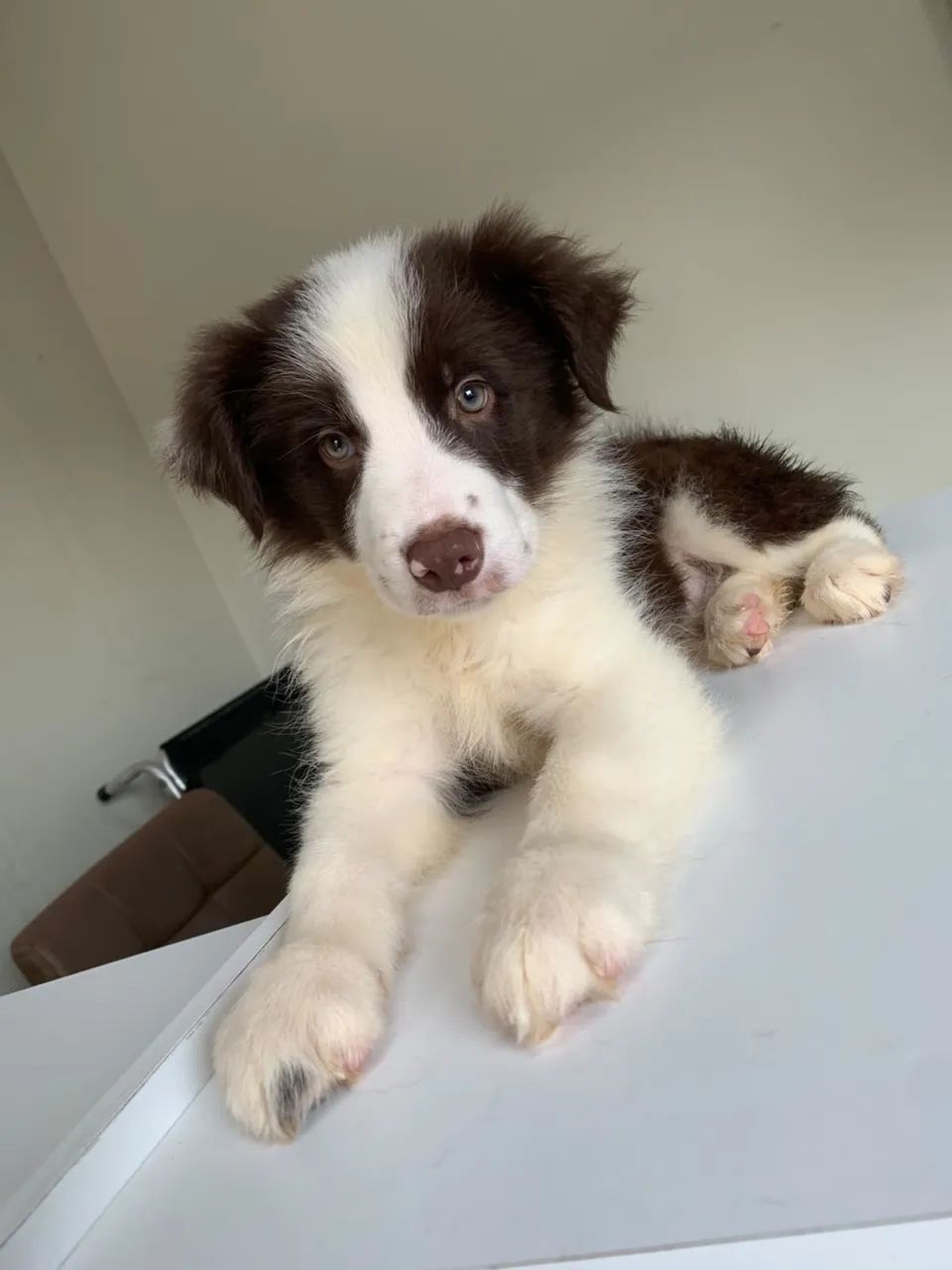 Border Collie 