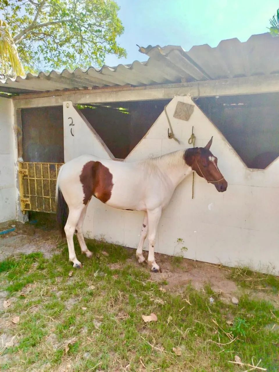 egua Quarto de milha - Foto 3