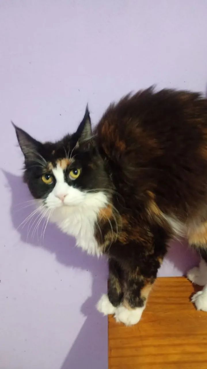 Gato Maine coon  - Foto 3