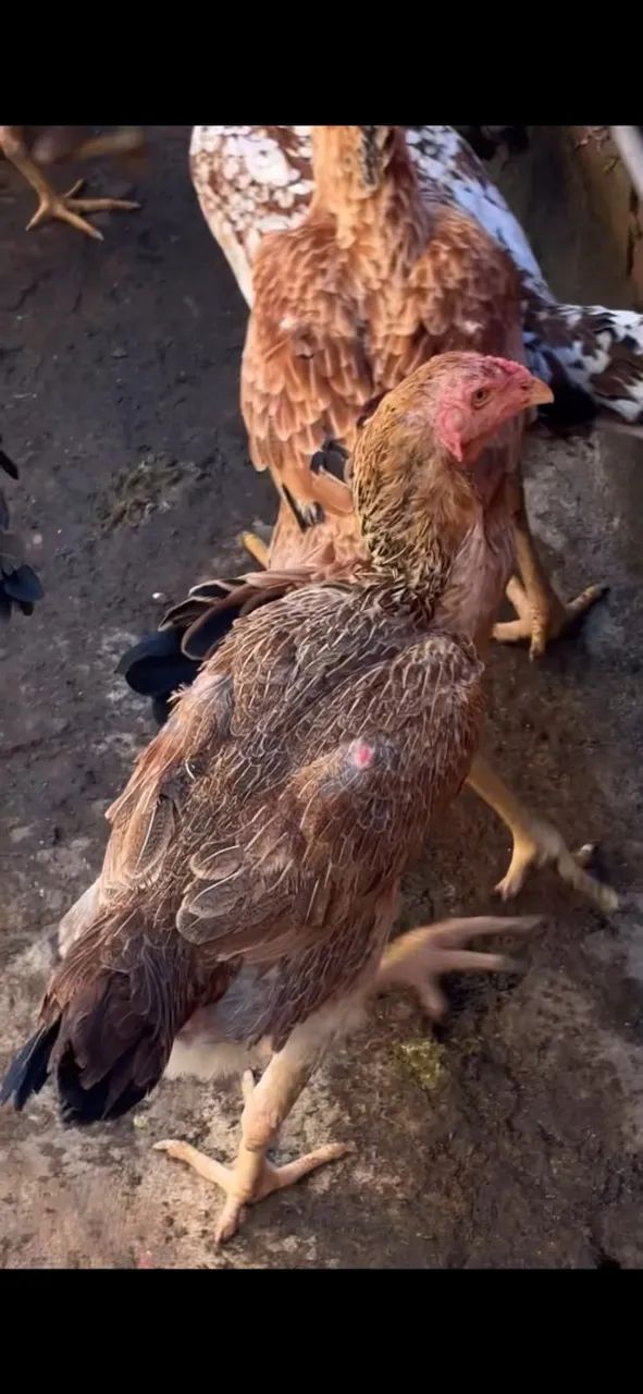 1 galo + 5 galinhas indio gigante - R$ 500,00 - Foto 2