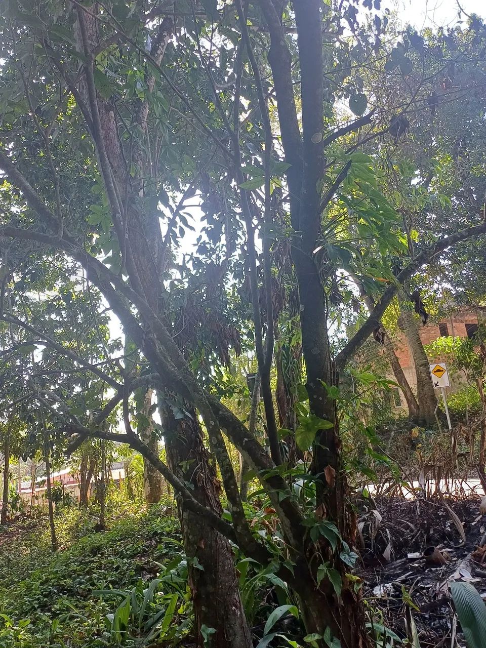 Foto - São Sebastião - Enseada