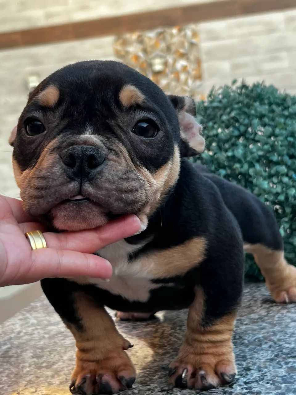 Filhotes de American Bully