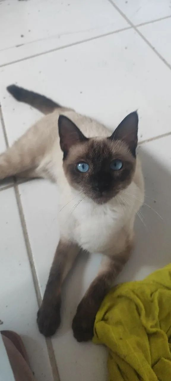 Gata siamês, castrada  - Foto 2