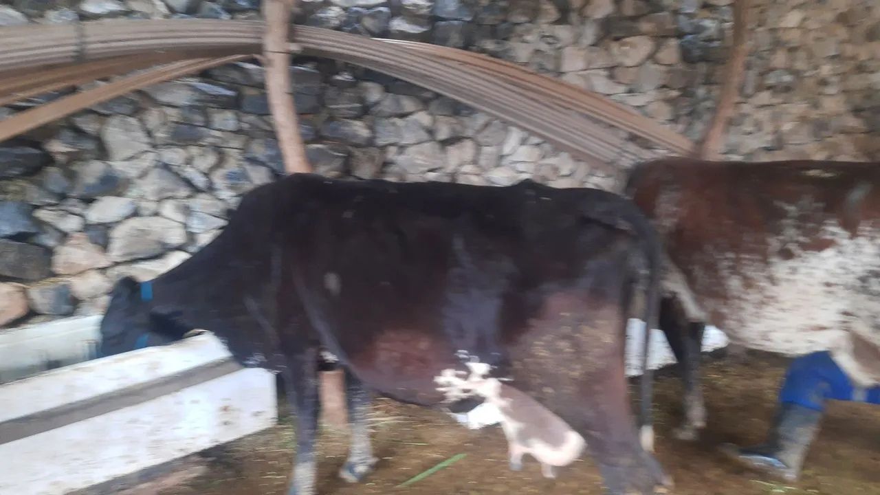 Vacas leitera 