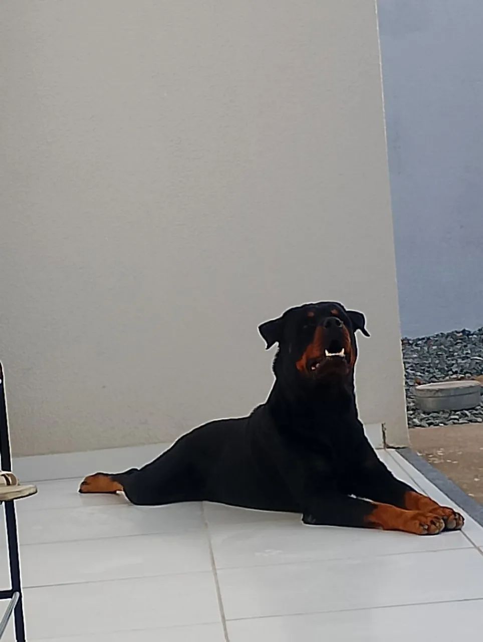 Rottweiler Max  - Foto 2