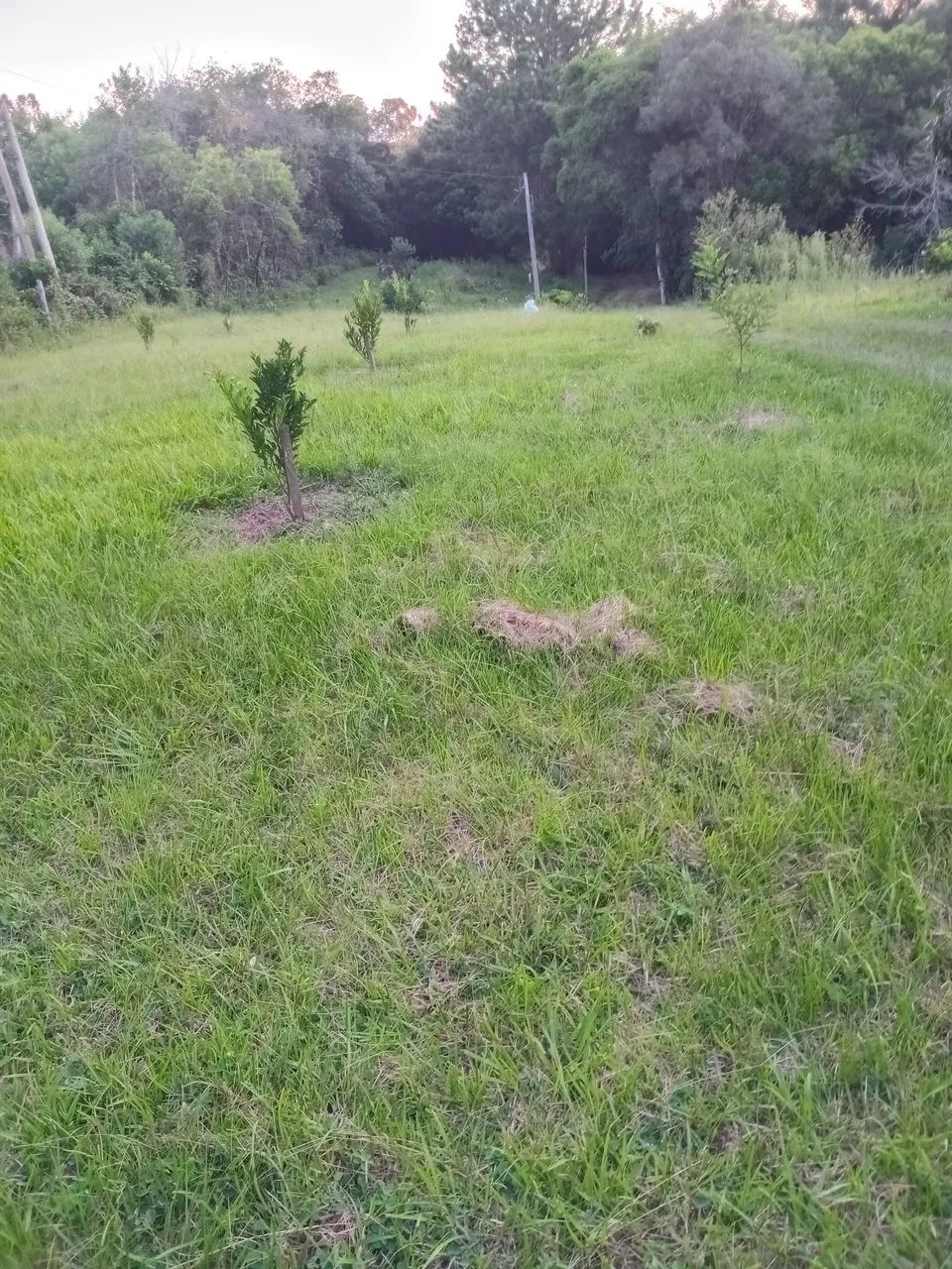 Vendo sitio  - Foto 5
