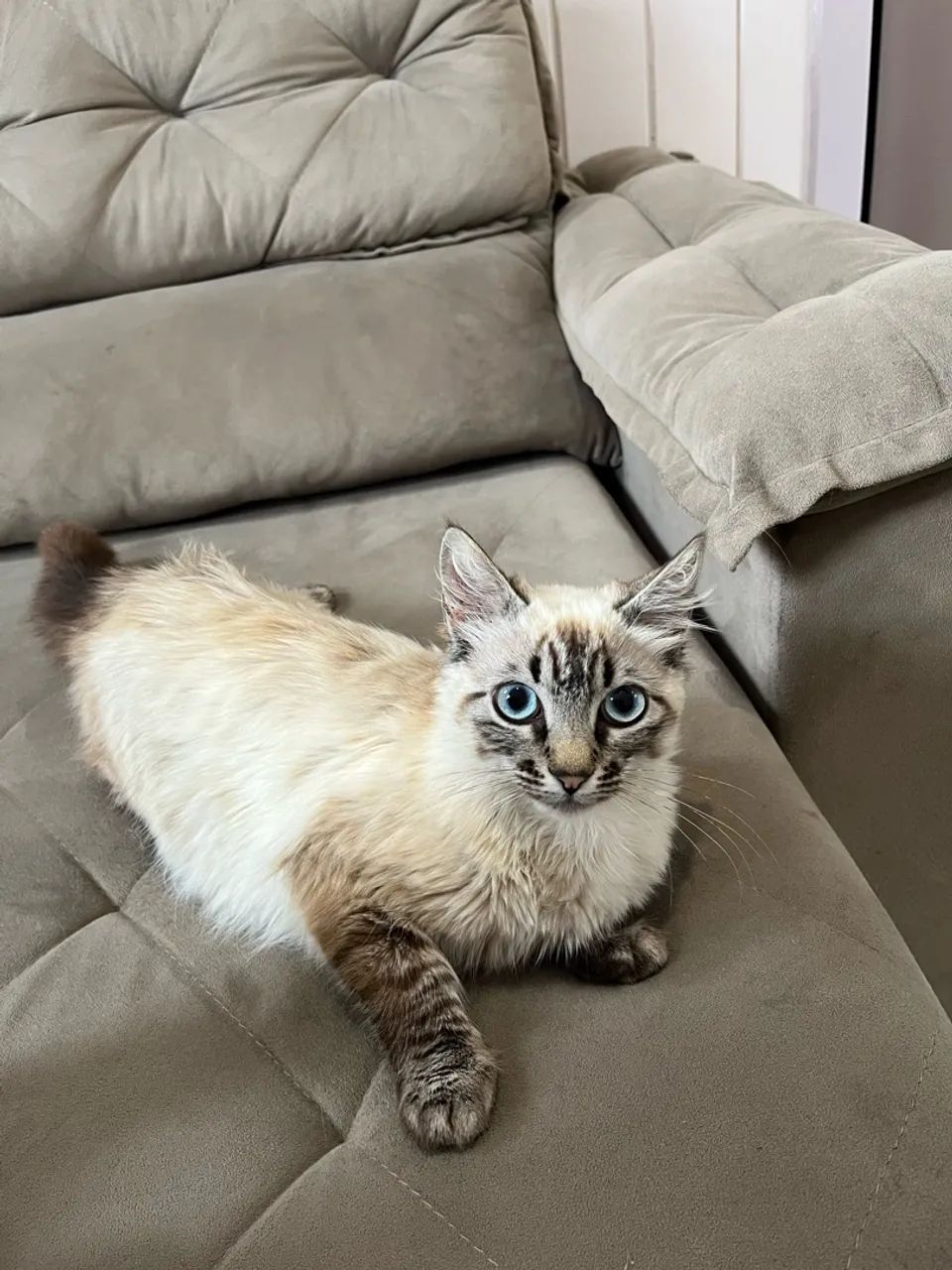 Doando gatinha 6 meses 