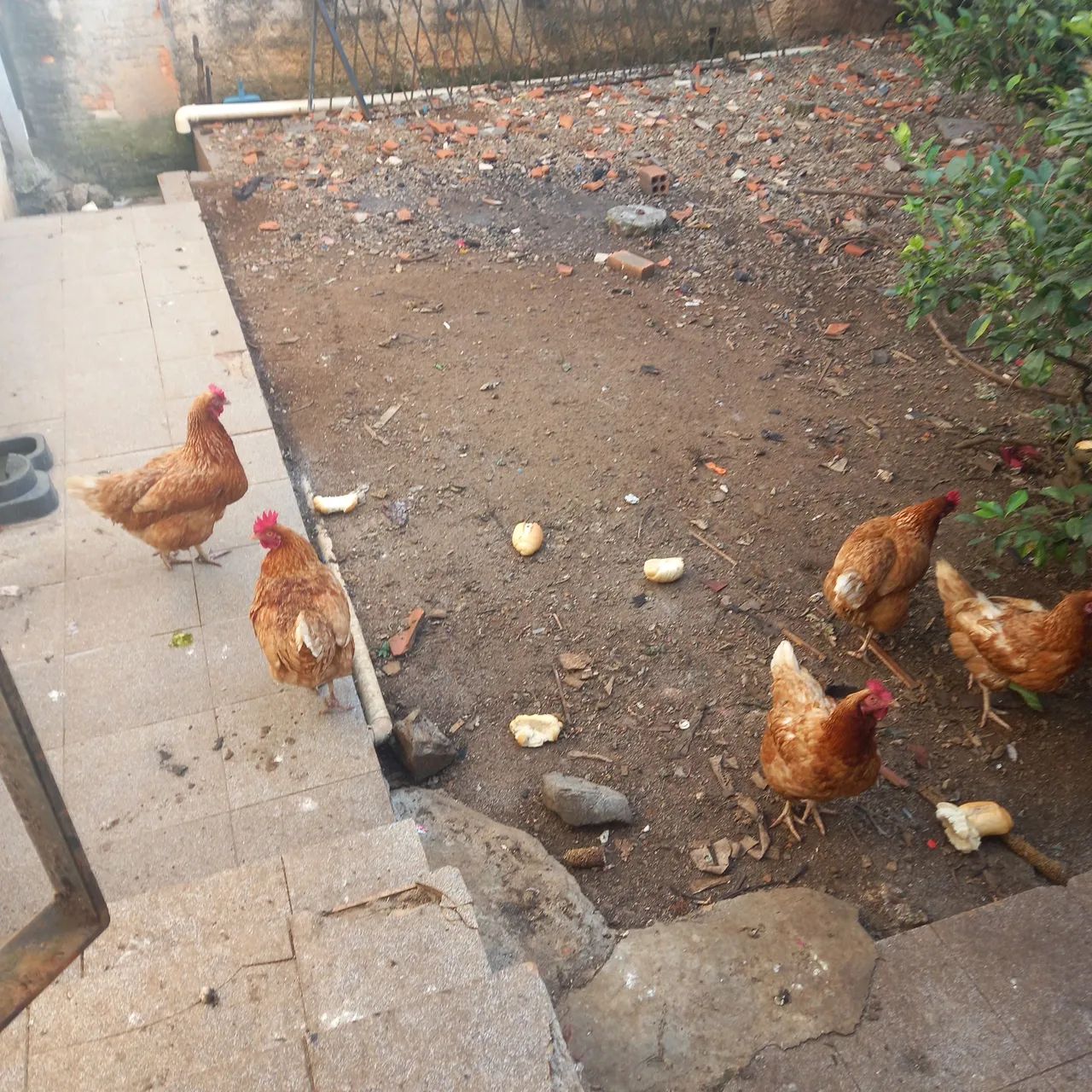 Vendo 5 galinhas ponhedeira