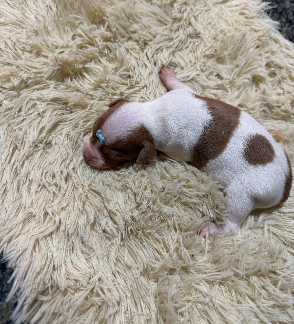 Pinscher zero  - Foto 3