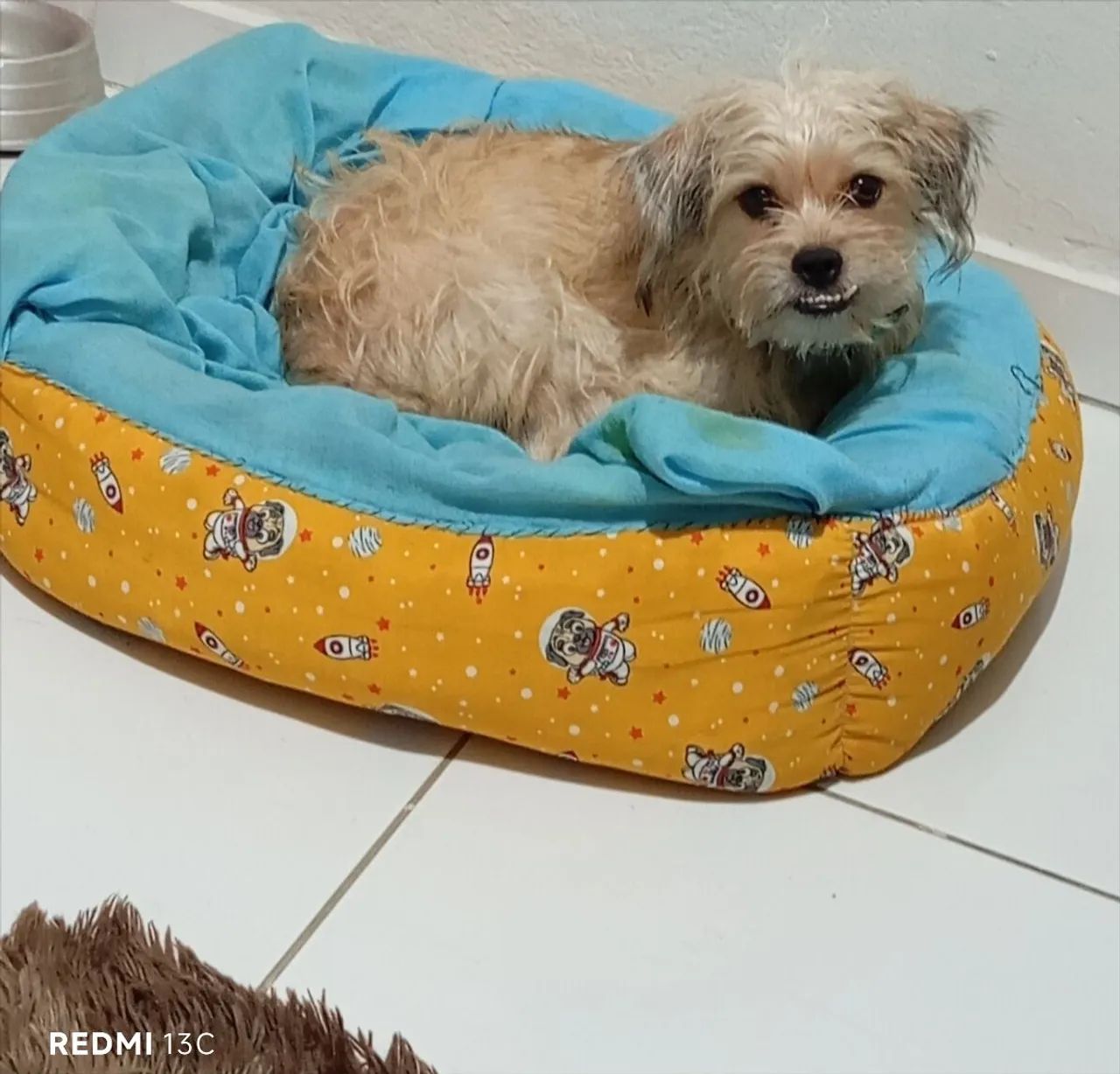 Cachorro  - Foto 5