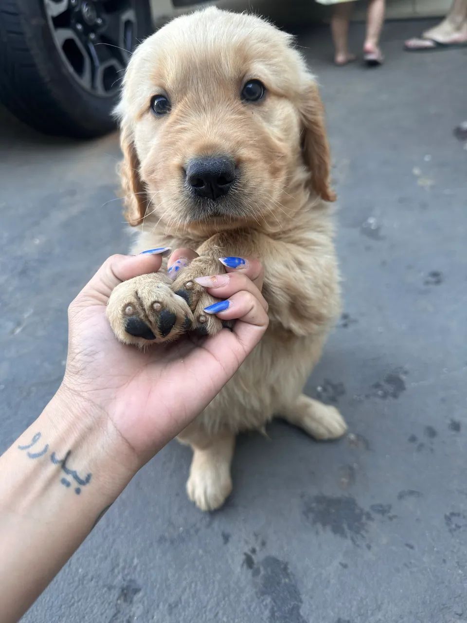 Cachorro - Foto 4