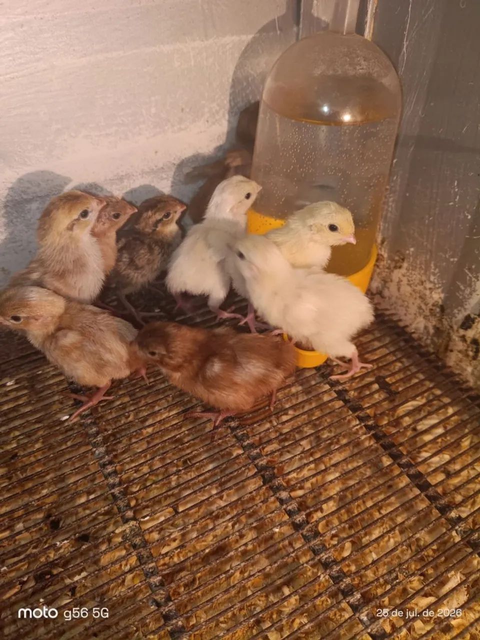 Codorna e ovos - Foto 3