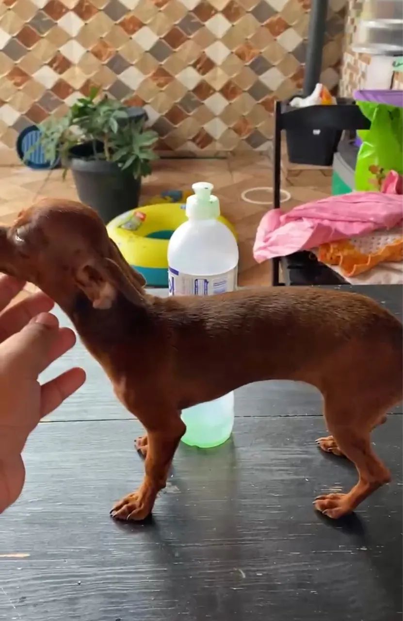 Vendo Pinscher Micro  - Foto 4