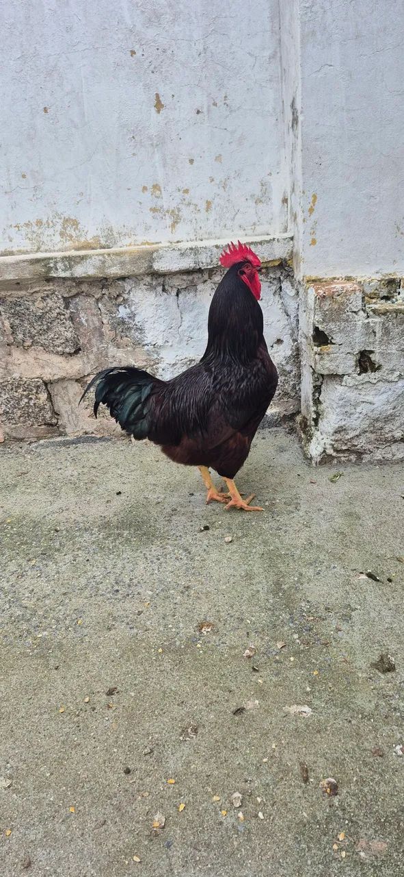 Galo Rhode Island Red  - Foto 2
