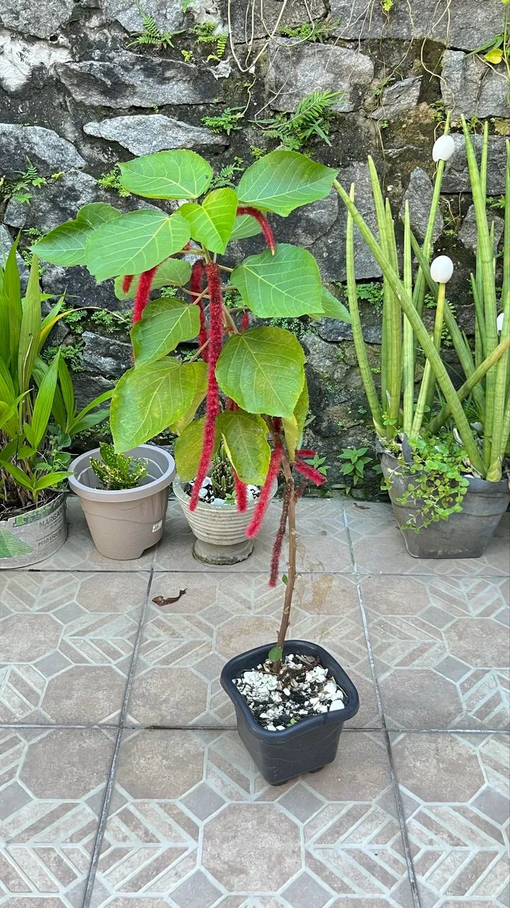 Planta rabo de macaco - Foto 2