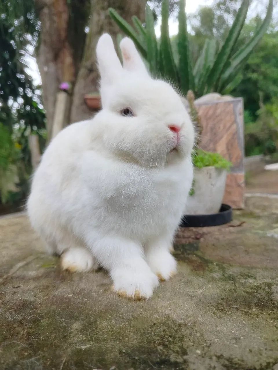 Coelho Netherland Dwarf Macho BEW - Foto 3
