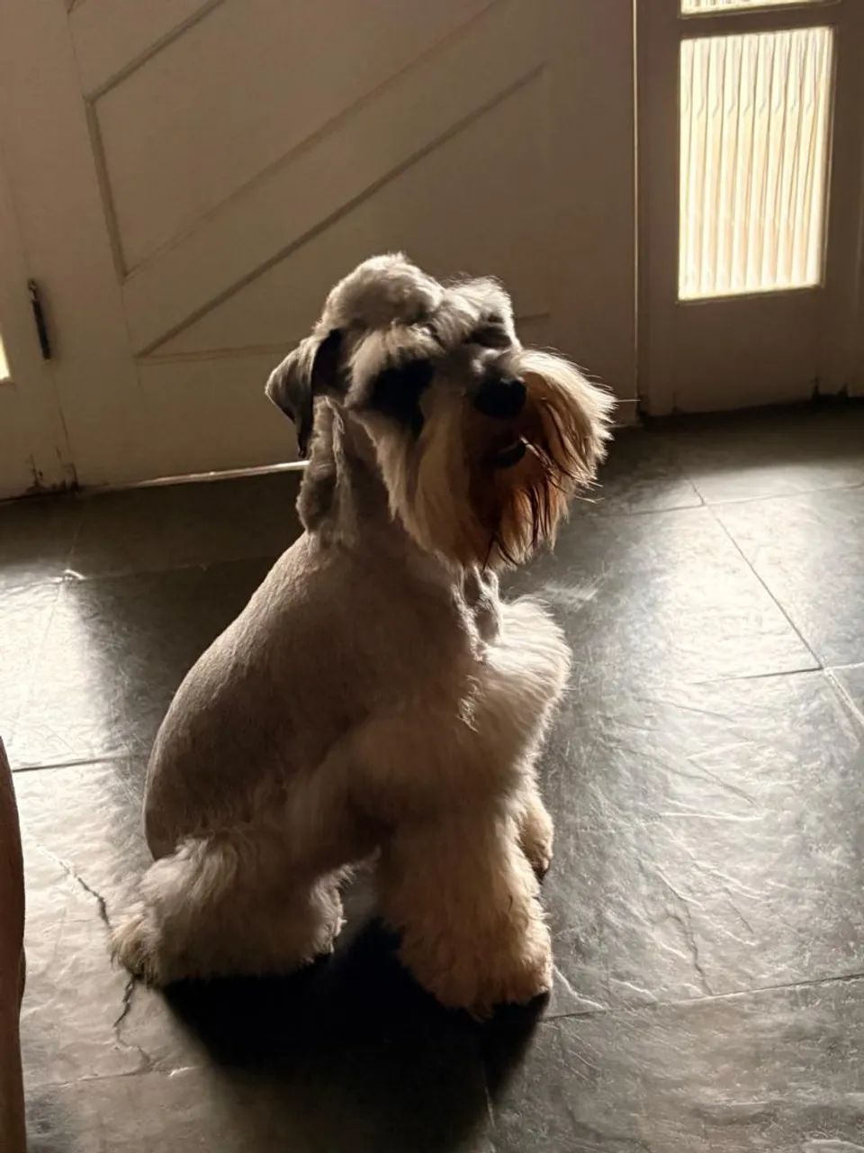 Schnauzer  - Foto 3