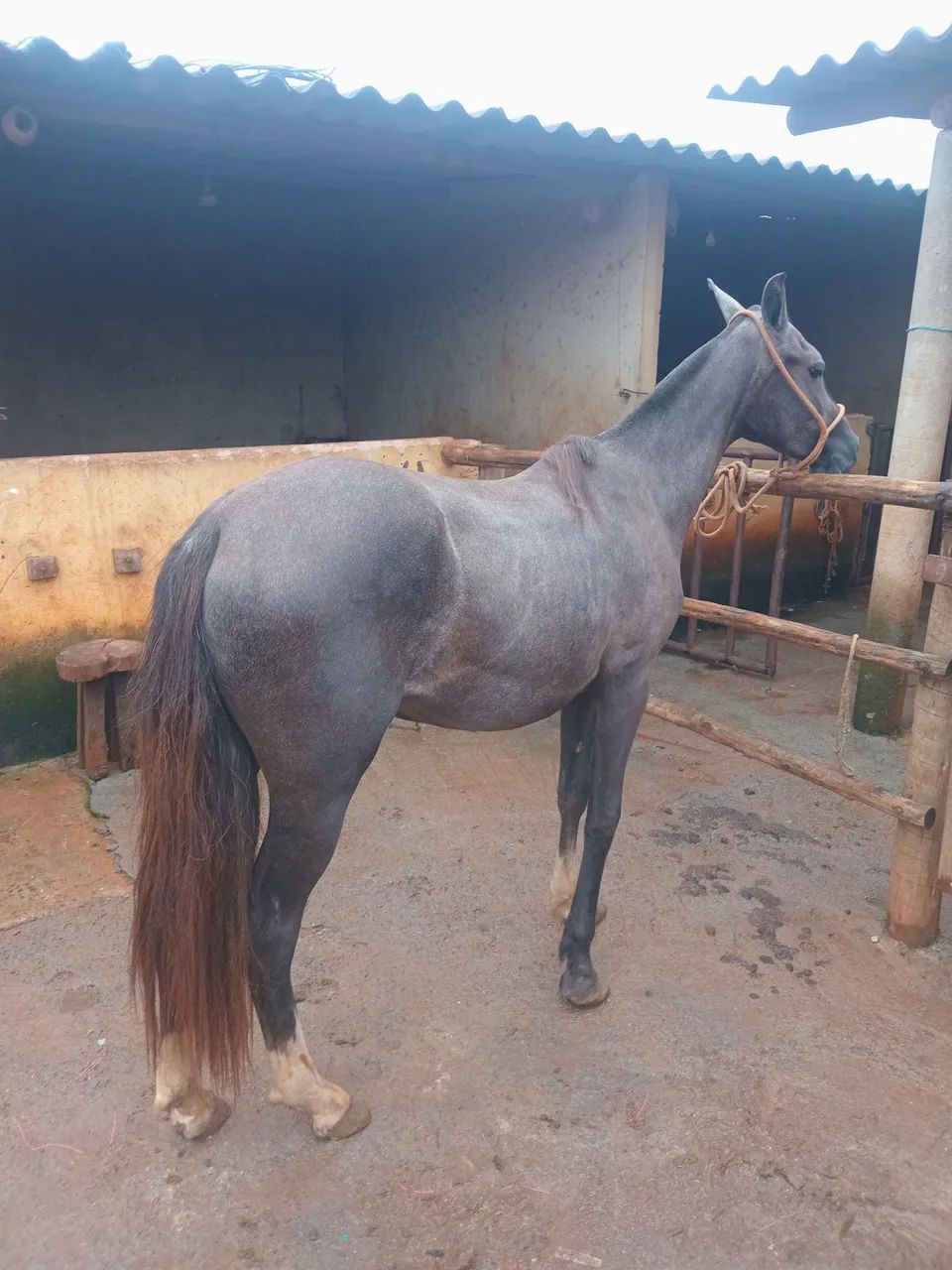 Vende-se uma potra  - Foto 3