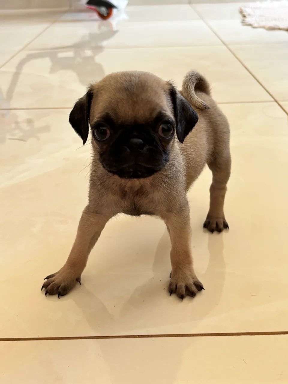 Pug Mini