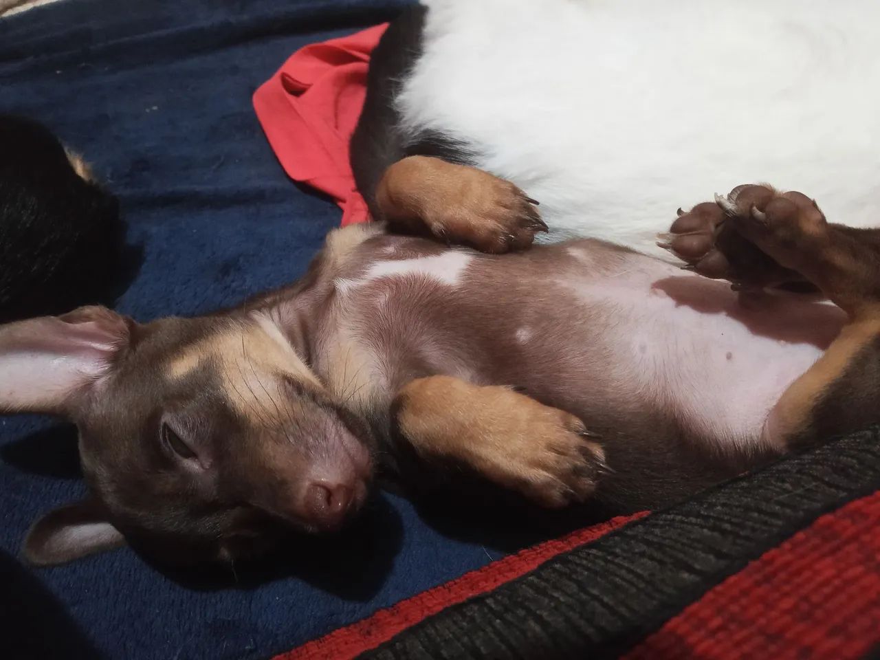 Pincher chocolate 1 - Foto 3