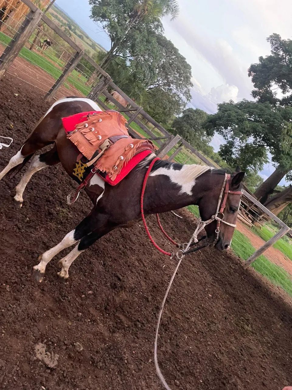 Cavalo 1/2 Paint horse