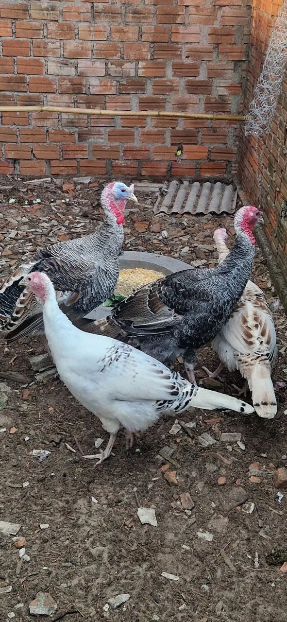 Casal de Perus 