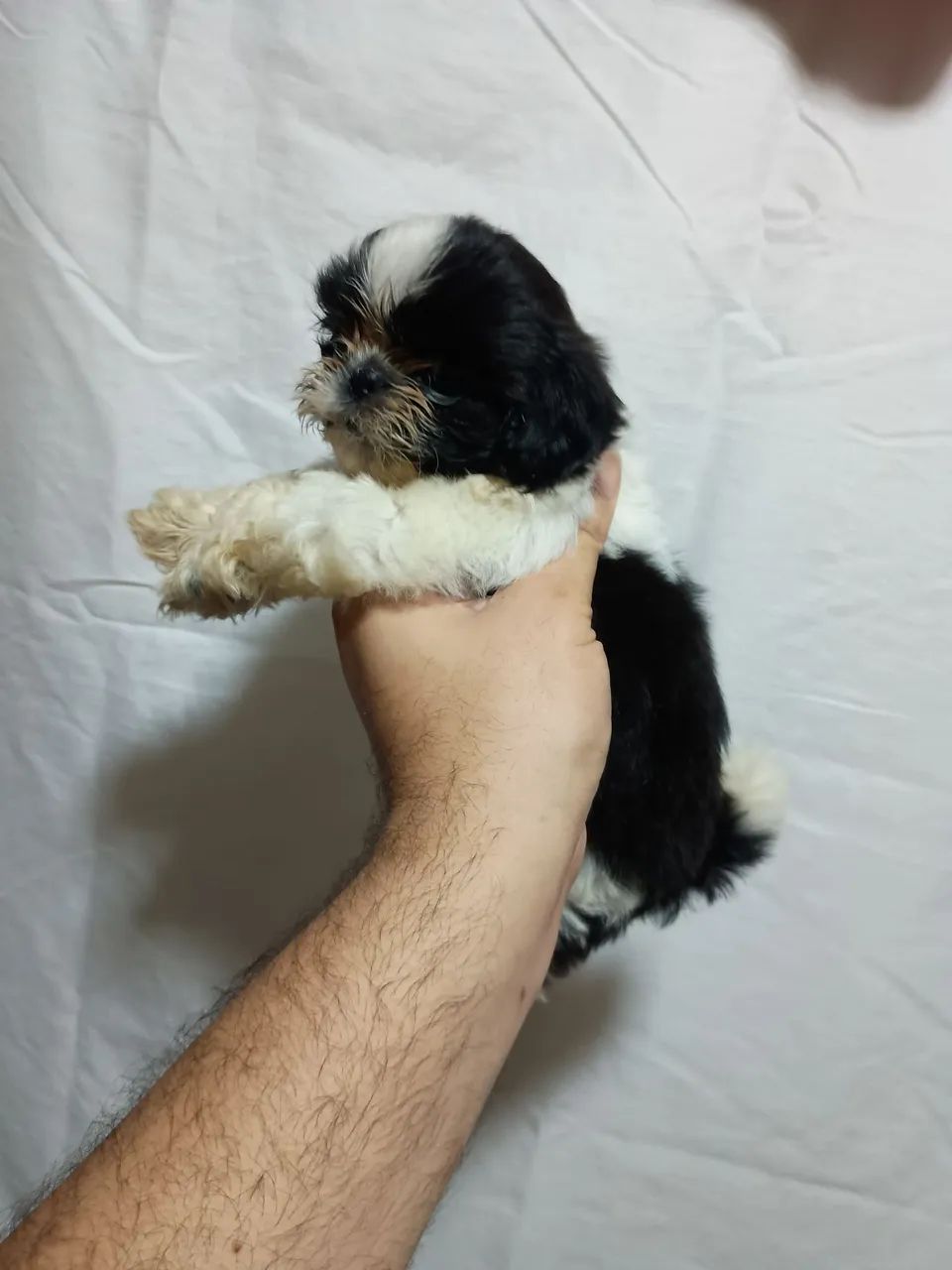 Filhotes de Shihtzu  - Foto 2