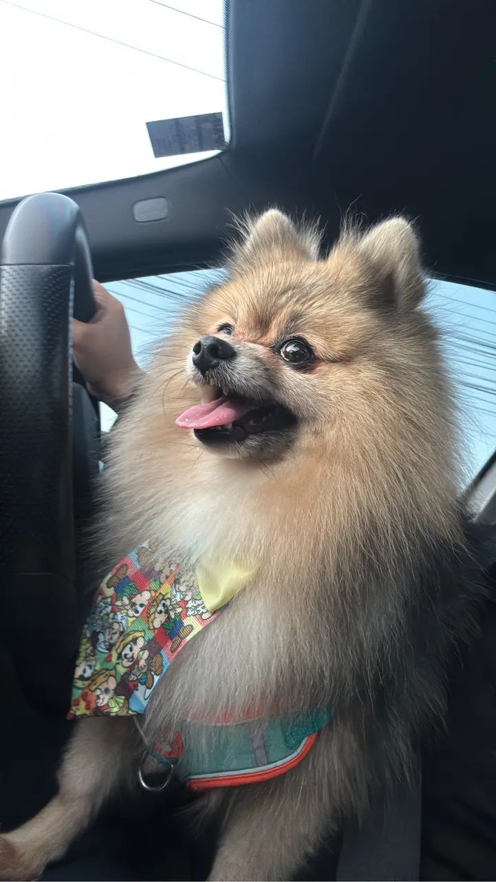 Lulu da pomerania 