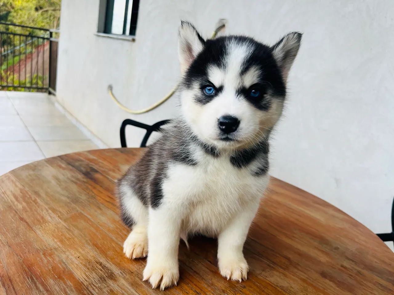 Husky siberiano - Foto 4