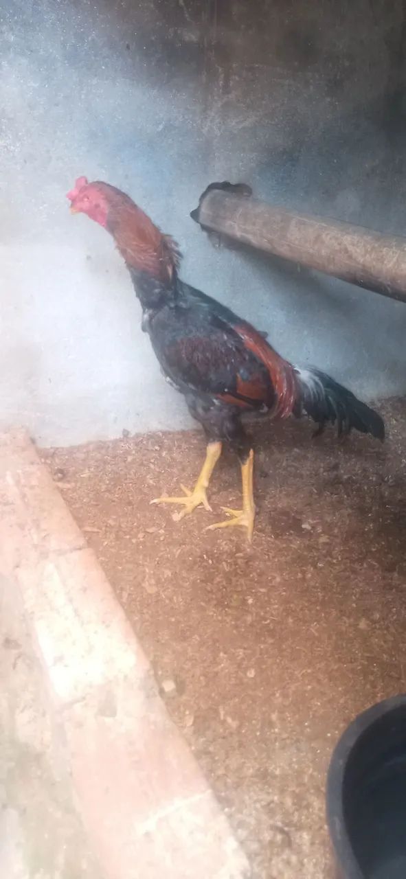 Galo indio - Foto 4