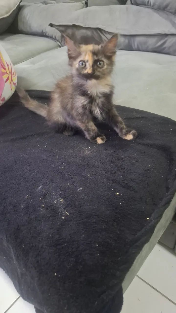 gato persa adoção consciente - Foto 4