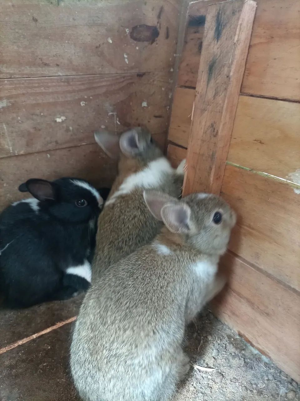 Mini coelho  - Foto 4
