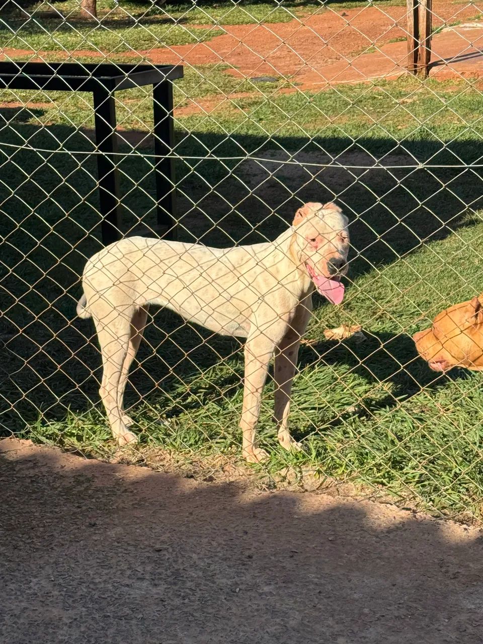 Vendo um Dogo Argentino  - Foto 2