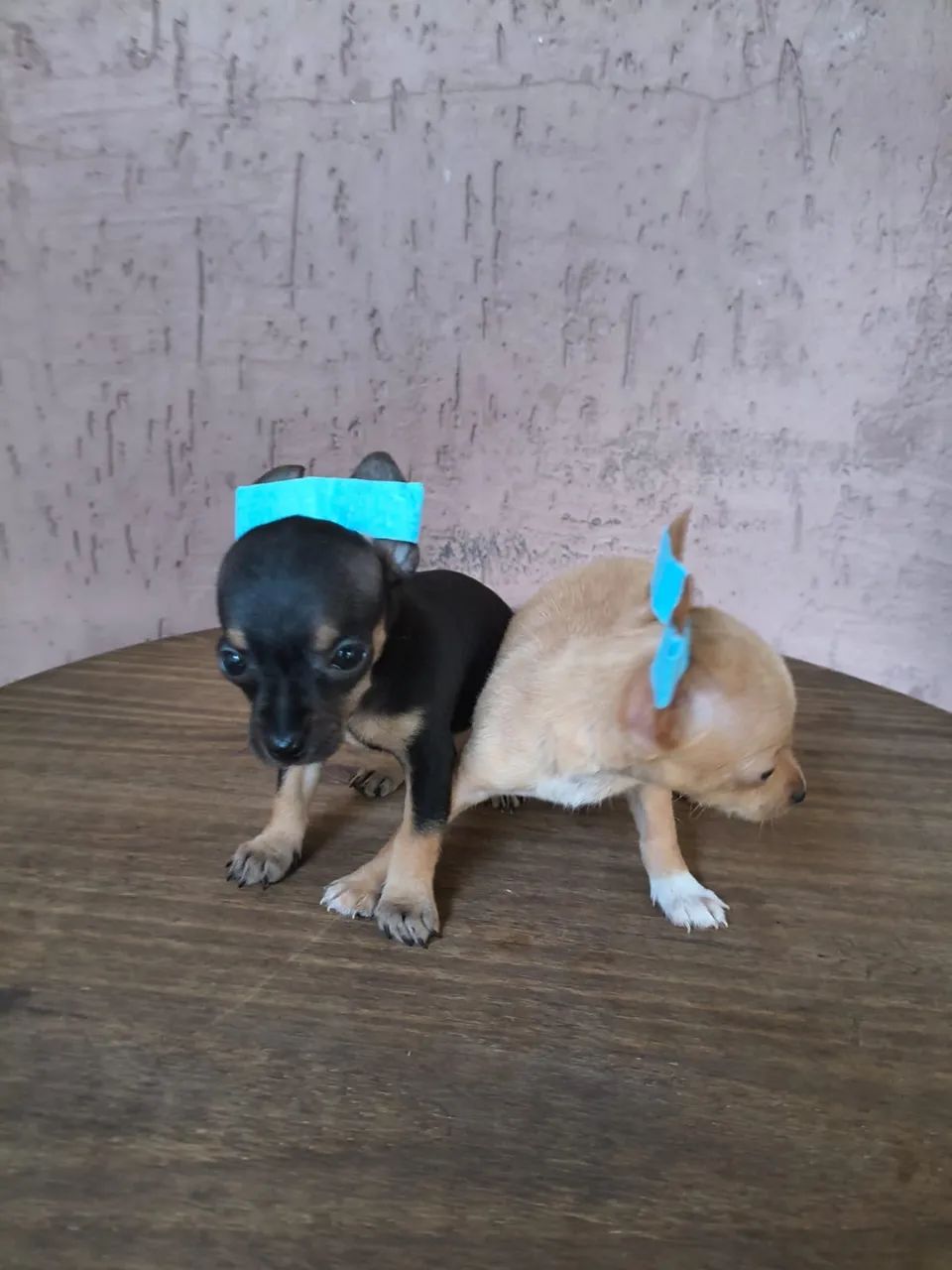 Pinscher mini 