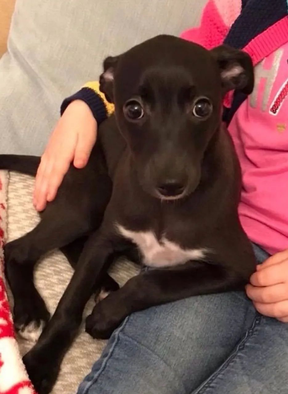 Whippet 