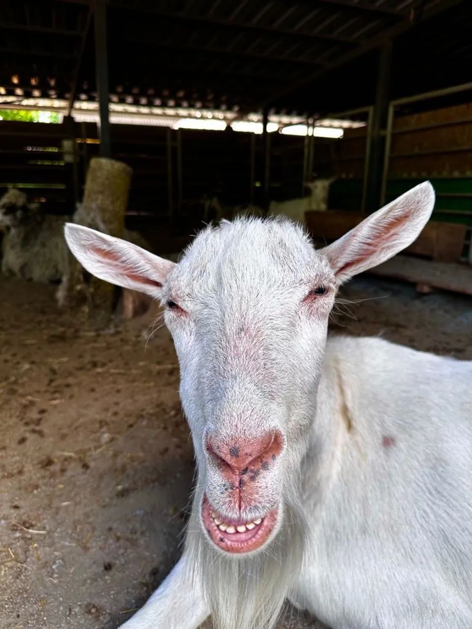 Cabrito *
