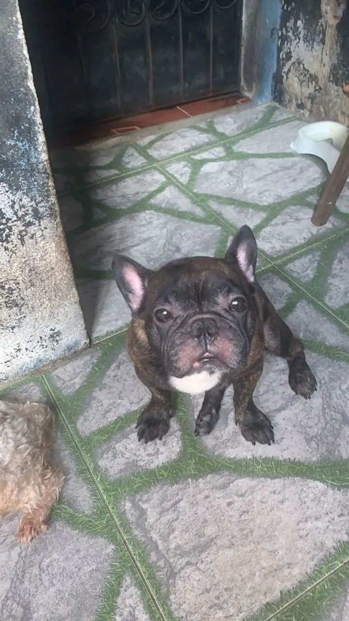 Buldogue francês original  - Foto 2