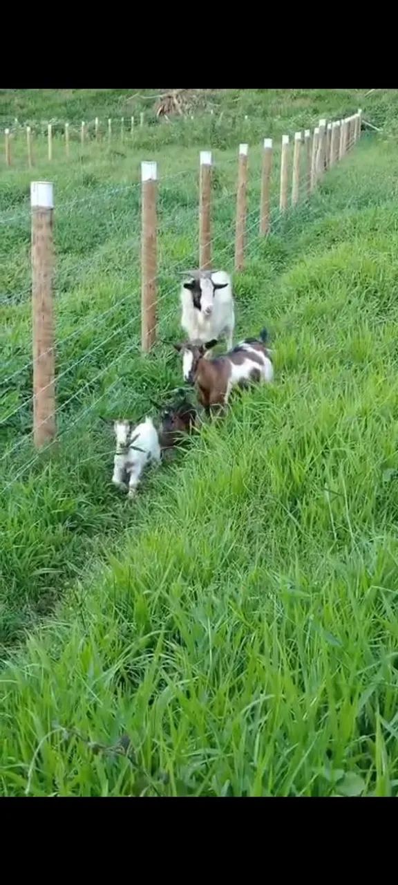 Mini cabra  - Foto 2