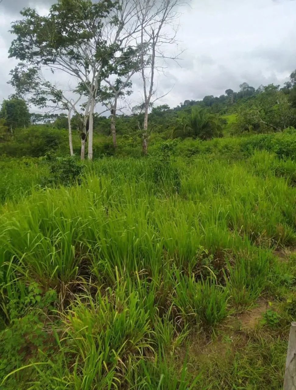 Terra de 5 alqueiros com 4 de capim formado  - Foto 2
