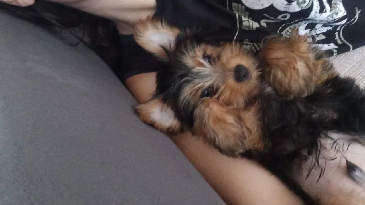 Cachorro  - Foto 2