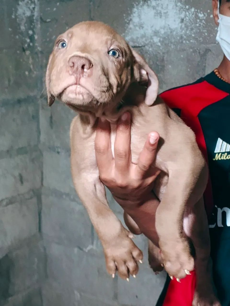 Filhotes de Pitmonster Disponível - Foto 6