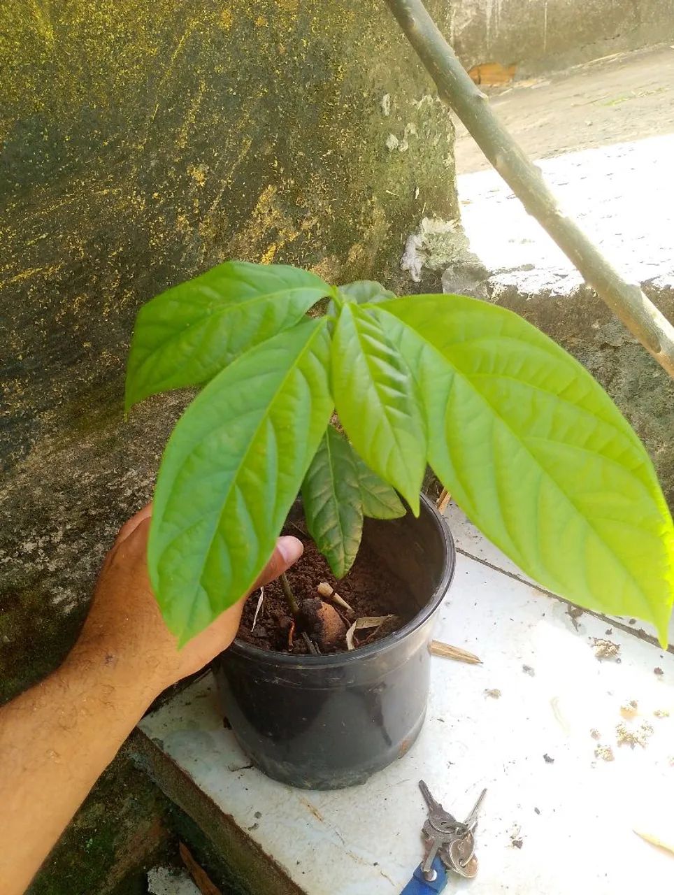 Abacateiro  - Foto 2