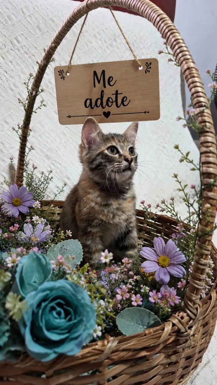 Adote  - Foto 3