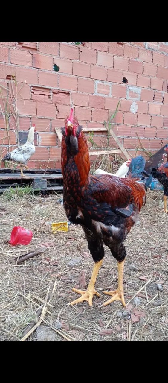 Frango gigante