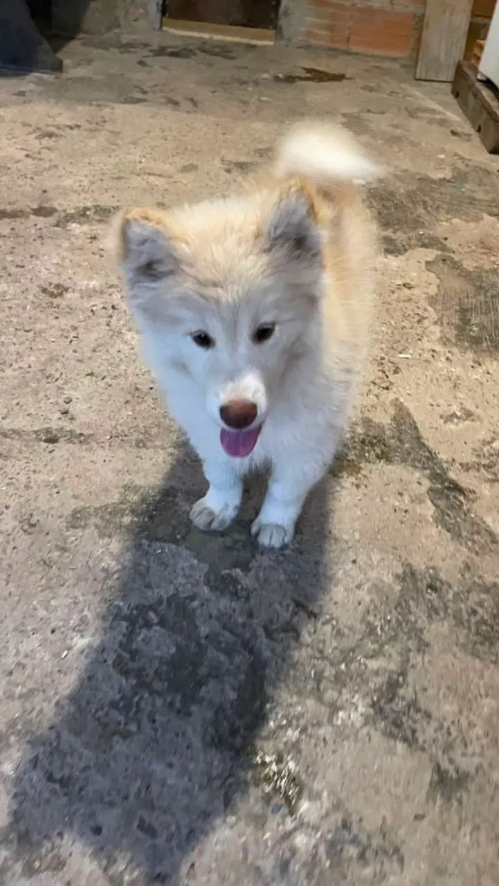 Husky Siberiano  - Foto 5