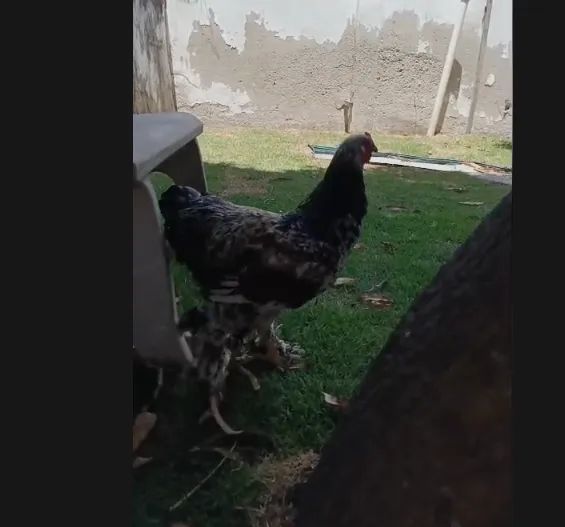 Galo Brahma e galinha caipira - Foto 2
