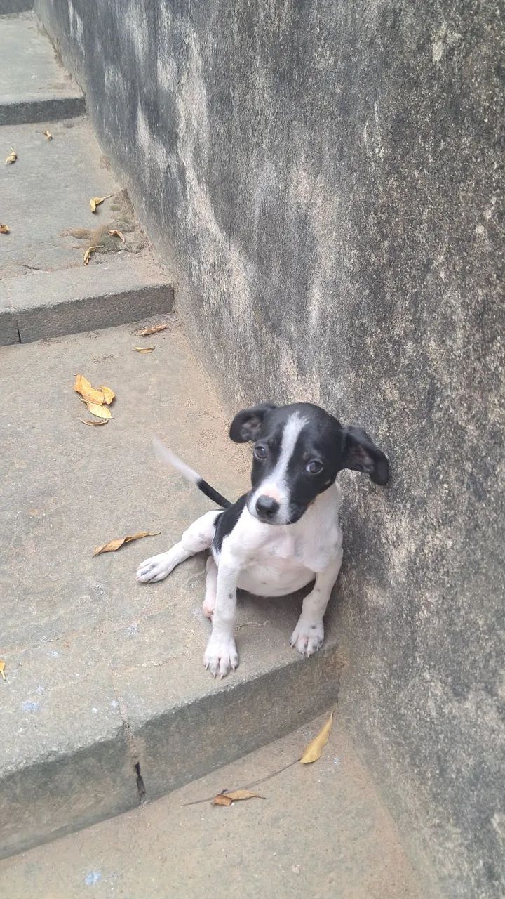 Adoção responsável cachorrinho  - Foto 4