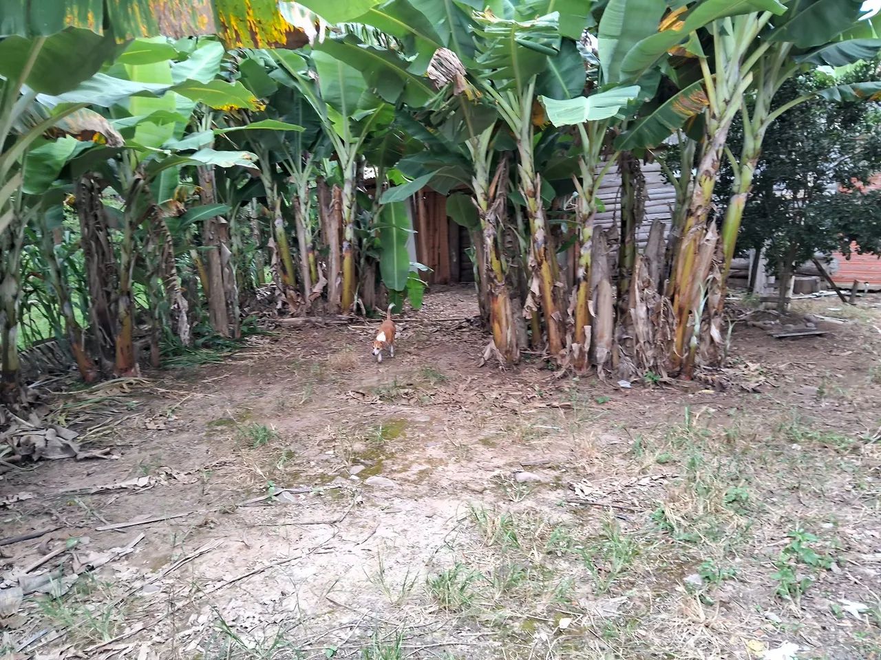PEQUENO SÍTIO  - Foto 3
