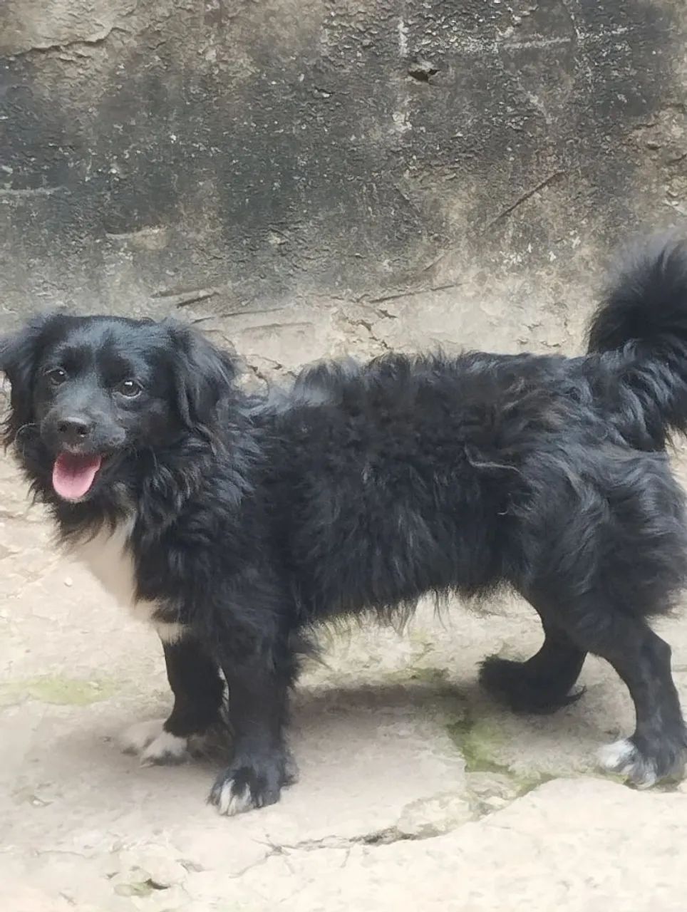 Cachorro ? - Foto 2