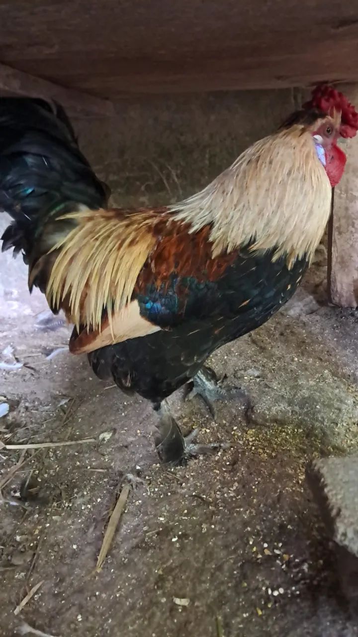 Galos e galinhas Garnizes  - Foto 4